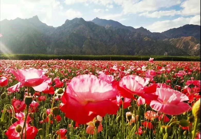 Icelandic poppy