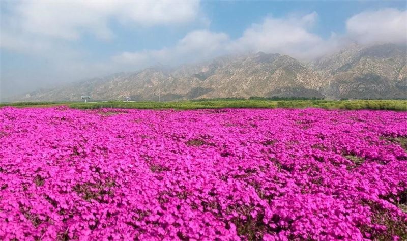 芝樱