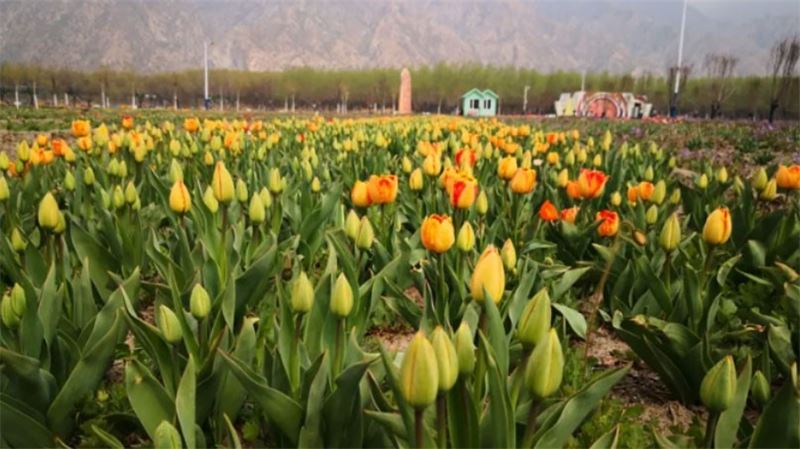 恰似相逢花盛开，七彩大地邀您共赏郁金香花海
