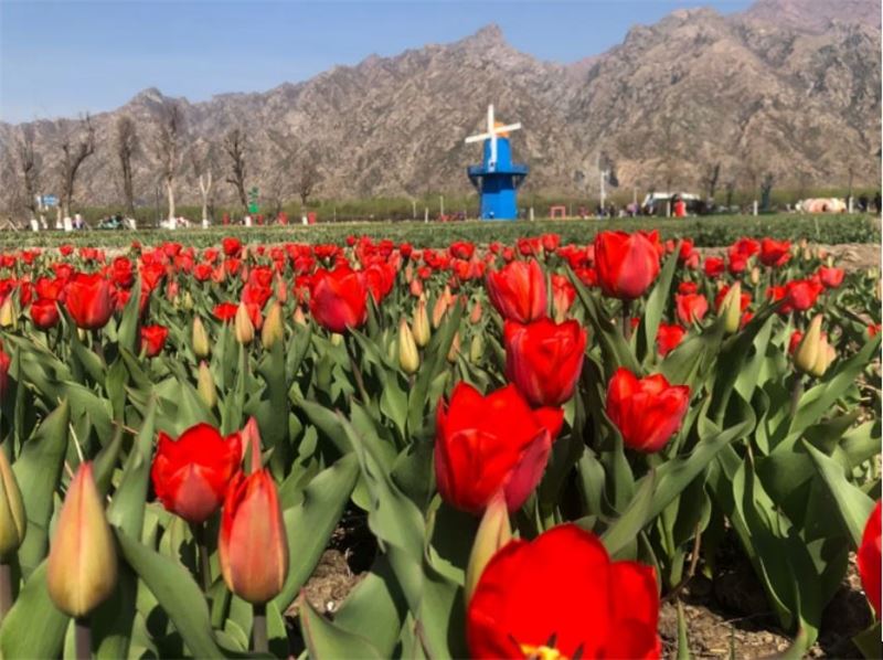 The colful l opened its garden today,  millions of tulip flowers amazed the earth  the Mochuan!